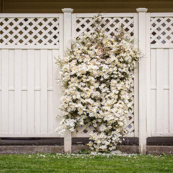 fence-images-2.jpg